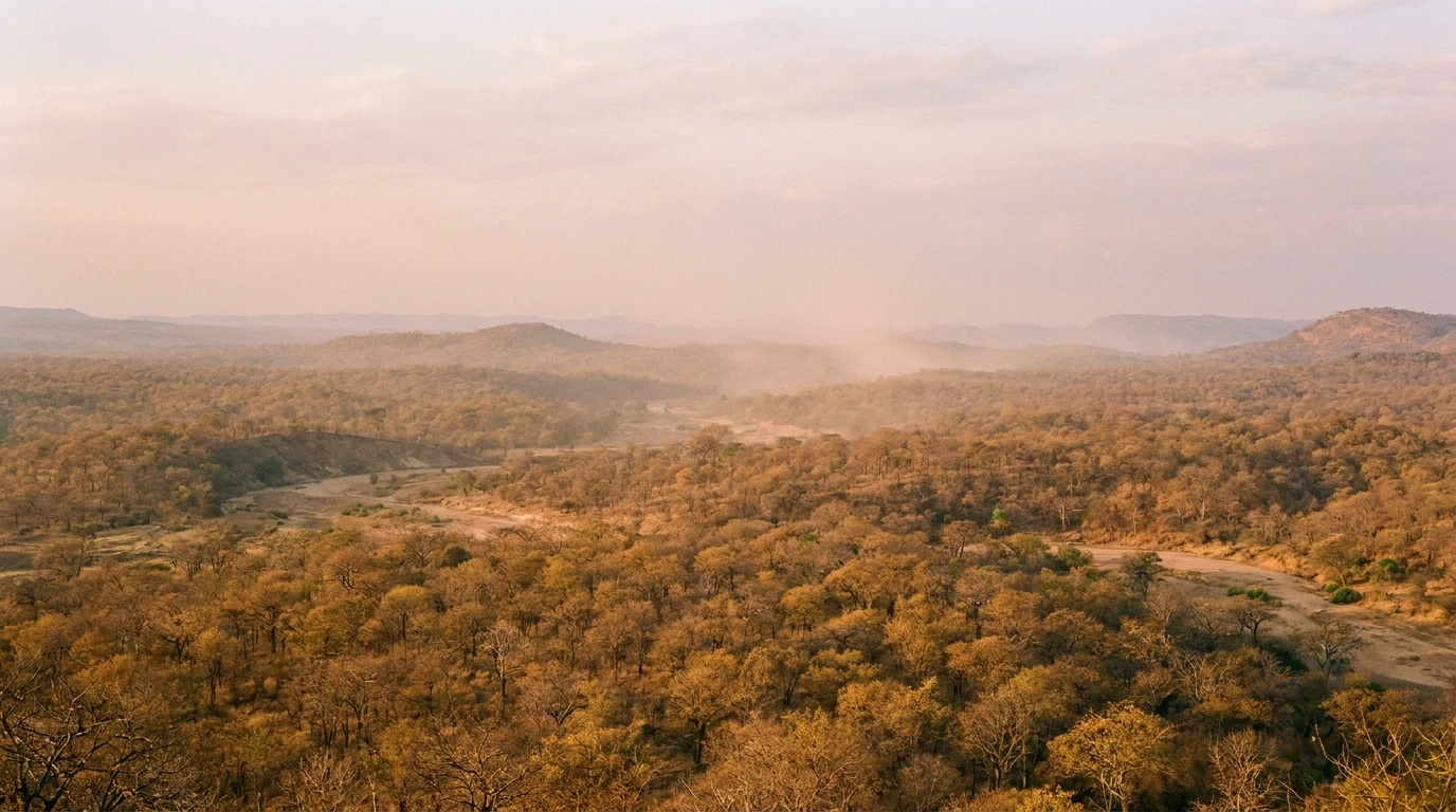 A lush, dense forest scene in Nkhotakota Wildlife Reserve.